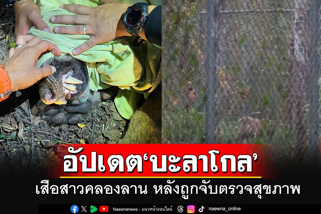 อัปเดตเสือสาวคลองลาน'บะลาโกล' หลังโดนจับตรวจสุขภาพ โดยรวมไม่มีปัญหา