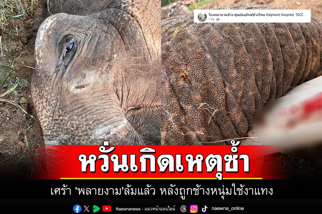ศูนย์อนุรักษ์ฯ เผยข่าวเศร้า 'พลายงาม'ล้มแล้ว หลังถูกช้างหนุ่มใช้งาแทง