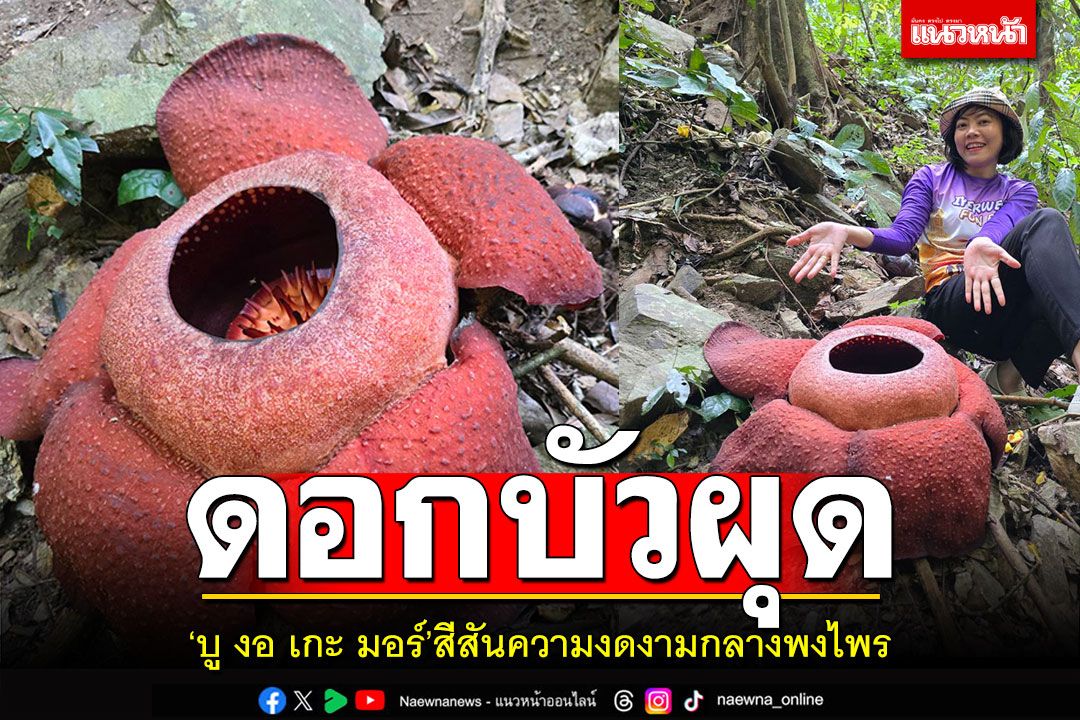 ดอกบัวผุด! 'บู งอ เกะ มอร์' สีสันความงดงามกลางพงไพร เบ่งบานใต้สุดสยาม