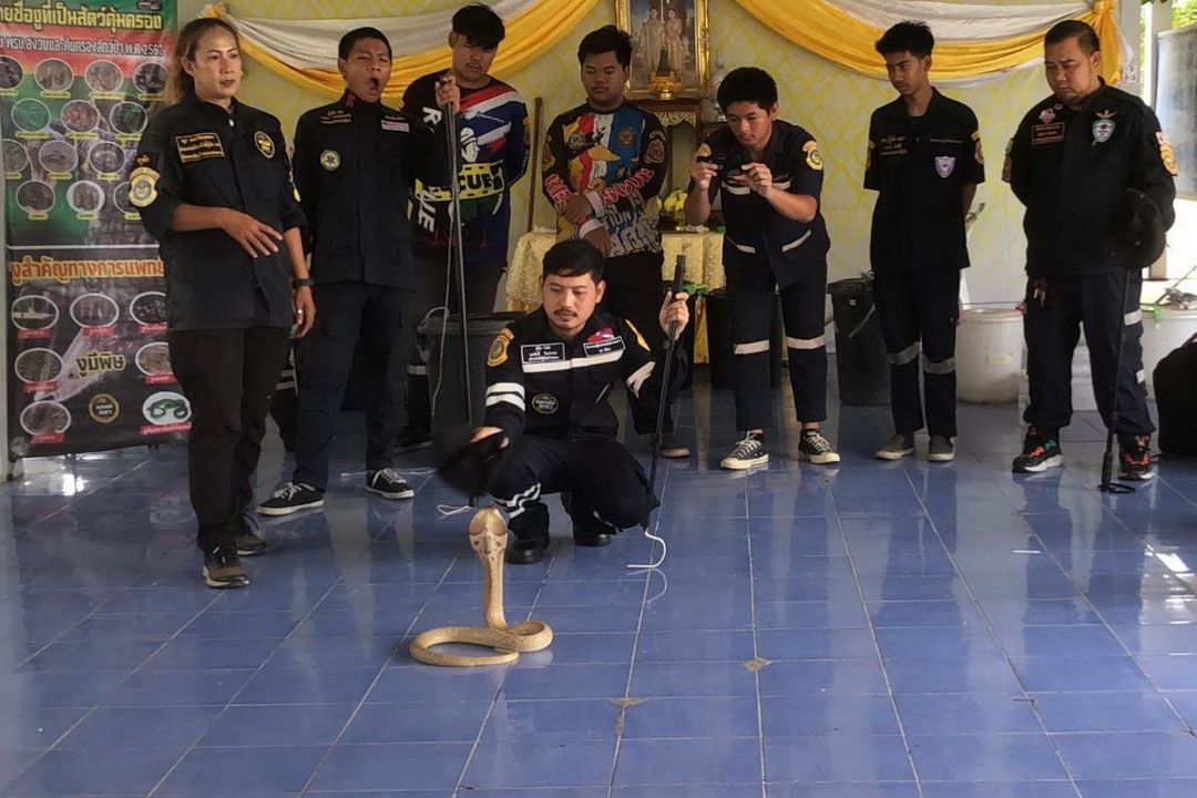'อ่างทอง'สอนการจับงูด้วยอุปกรณ์ที่ถูกต้องและปลอดภัย พร้อมวิธีปฐมพยาบาลเบื้องต้น