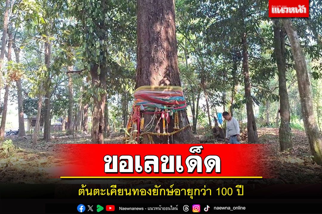 ข่าว Like สาระ - คอหวยขอเลขเด็ดต้นตะเคียนทองยักษ์อายุกว่า100ปีในป่าชุมชนดอกคำใต้