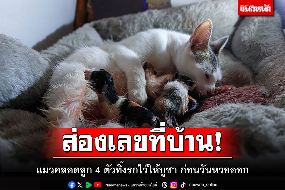 ข่าว Like สาระ - ส่องเลขที่บ้าน! แมวคลอดลูก 4 ตัวทิ้งรกไว้ให้บูชา ก่อนวันหวยออก