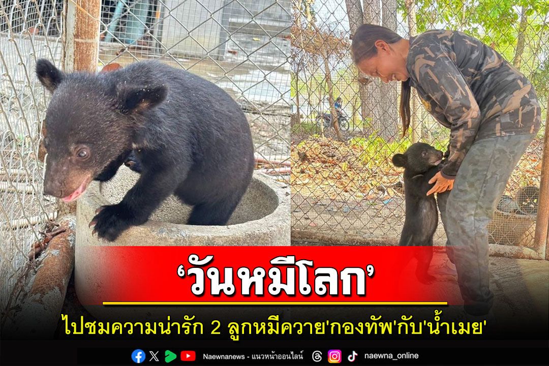 พาไปชมความน่ารักของ2ลูกหมีควาย'กองทัพ'กับ'น้ำเมย'หลังได้เข้าอยู่บ้านใหม่รับ'วันหมีโลก'