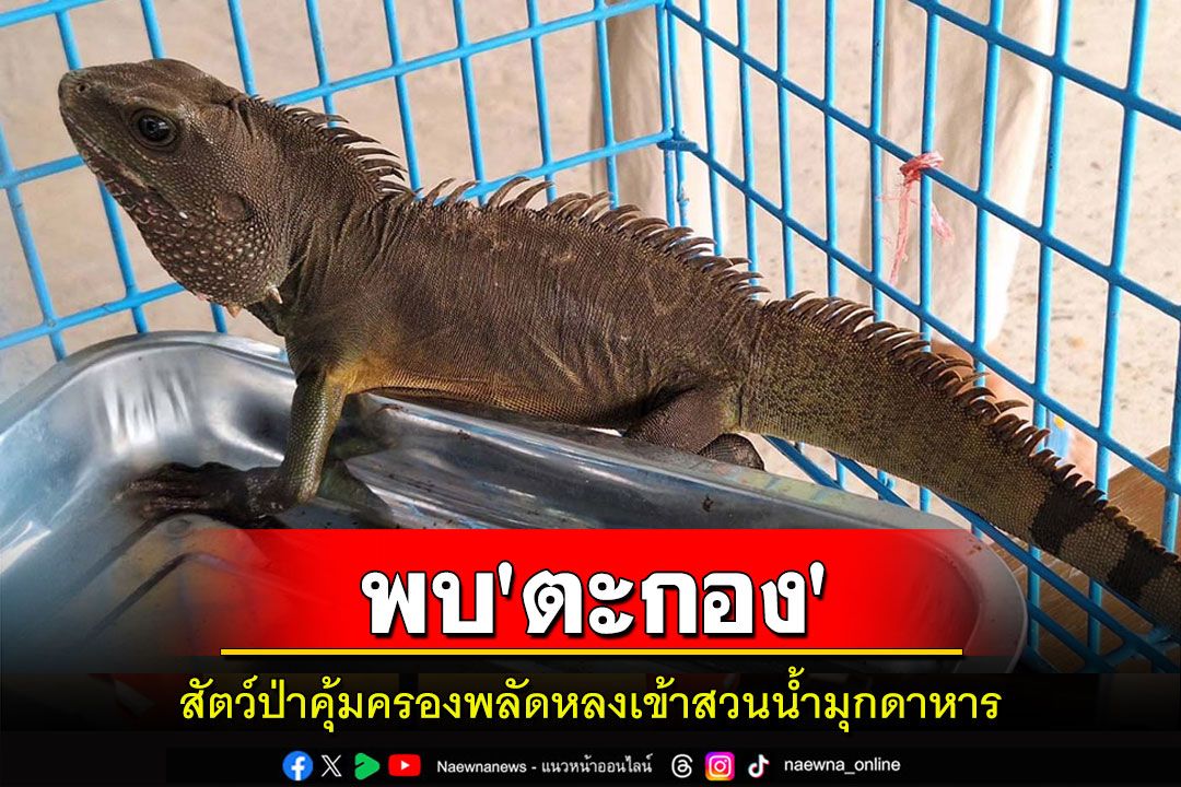 พบ'ตะกอง'กิ้งก่ายักษ์สัตว์ป่าคุ้มครองพลัดหลงเข้าสวนน้ำมุกดาหาร