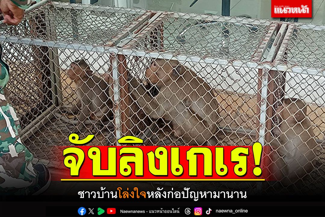 ชาวบ้านโล่งใจ! เจ้าหน้าที่จับลิงเกเรแล้ว หลังก่อปัญหามานาน