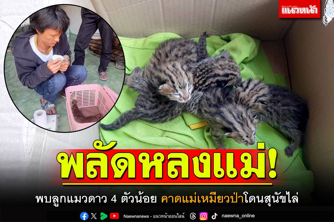 พลัดหลงแม่! 'ลูกแมวดาว' 4 ตัวน้อย คาดแม่แมวป่าโดนสุนัขไล่