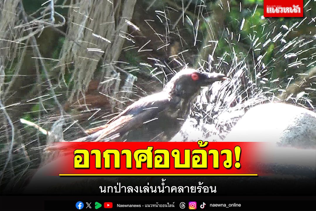 นกป่าหลายชนิด ลงมาหาแหล่งน้ำกินคลายร้อน ท่ามกลางสภาพอากาศอบอ้าว