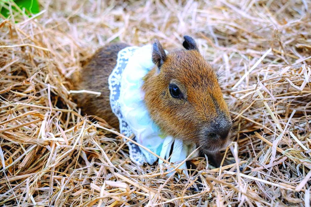 ยกขบวนกองทัพสัตว์สุดน่ารักในงาน‘ALLY WONDER ZOO’  เนรมิตสวนสัตว์ขนาดย่อมในบรรยากาศของเกาะมาดากัสการ์