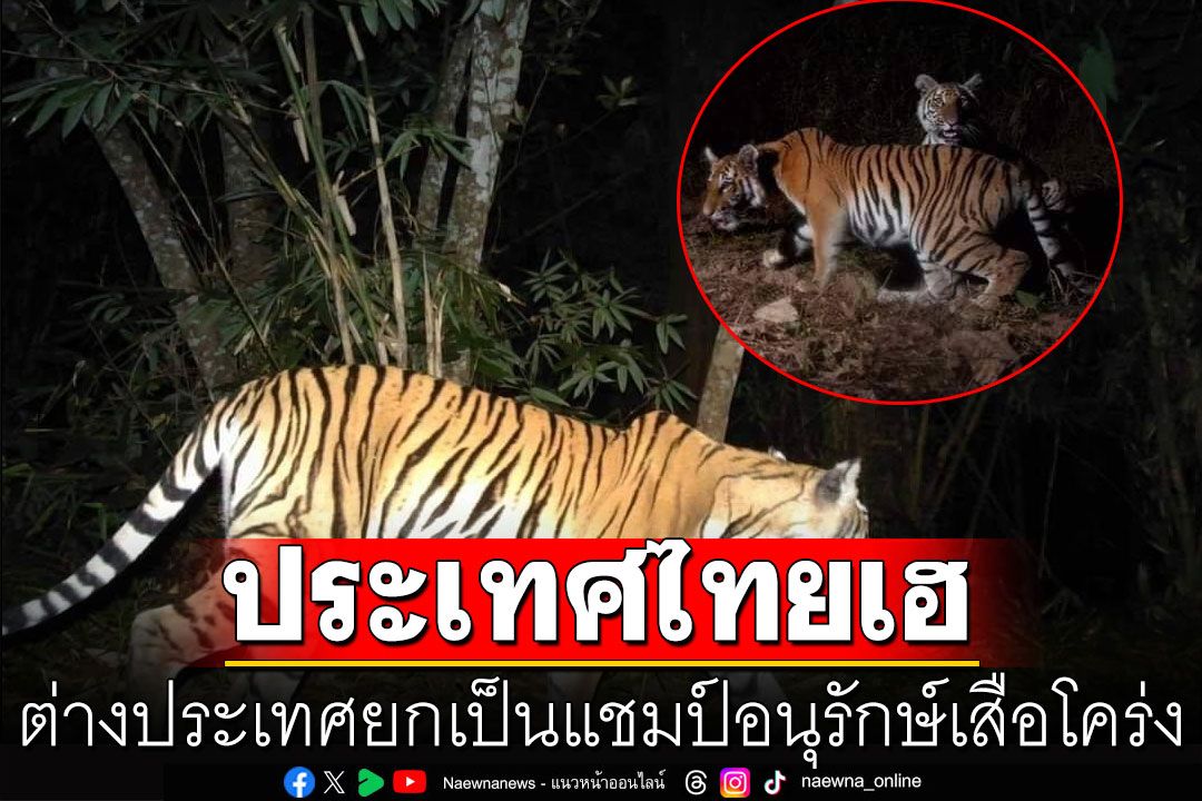 สุดยอด! ประเทศไทยเฮ ต่างประเทศยกเป็นแชมป์อนุรักษ์เสือโคร่ง