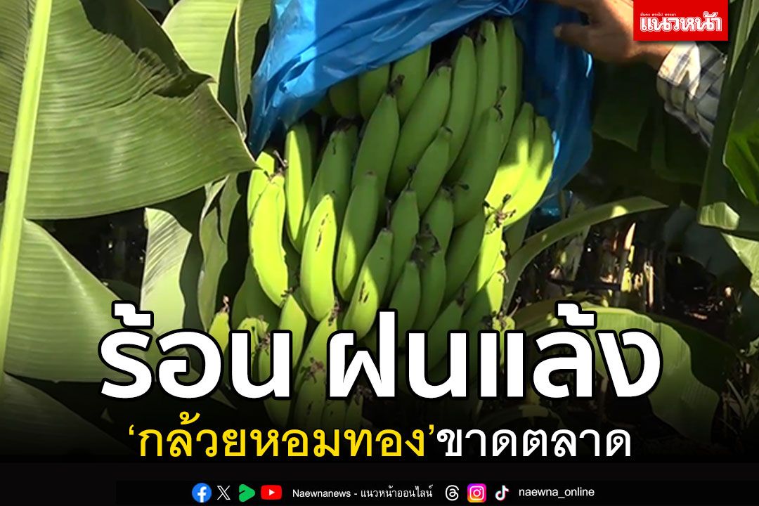 โคราชร้อนแล้ง! กระทบสวน'กล้วยหอมทอง'ผลผลิตไม่พอขาดตลาด