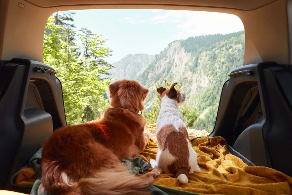 Pet Friendly Travel เทรนด์ท่องเที่ยวสุดว้าว! เอาใจคนรักสัตว์เลี้ยง