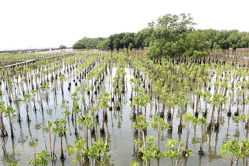 กทม.เตรียมสร้างคันหิน4.7กม. ปลูกป่าชายเลนป้องน้ำทะเลกัดเซาะ