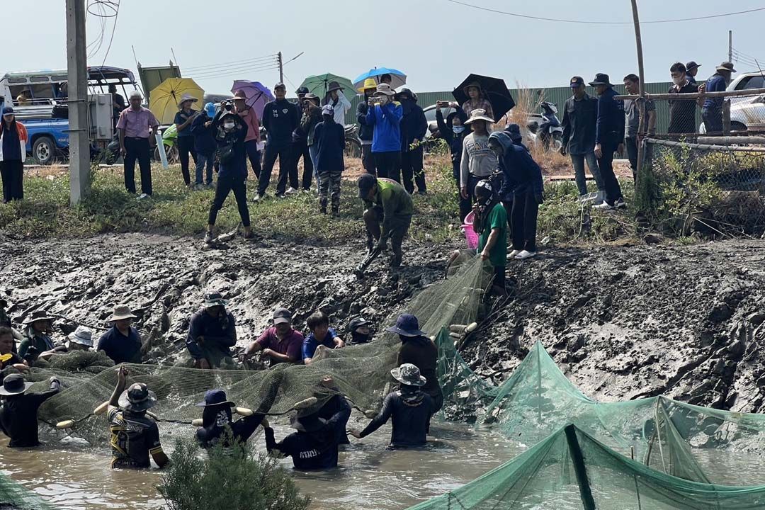 ‘กรมประมง’ลงแขกลงคลอง ไม่หยุด จับจริง‘ปลาหมอคางดำ’