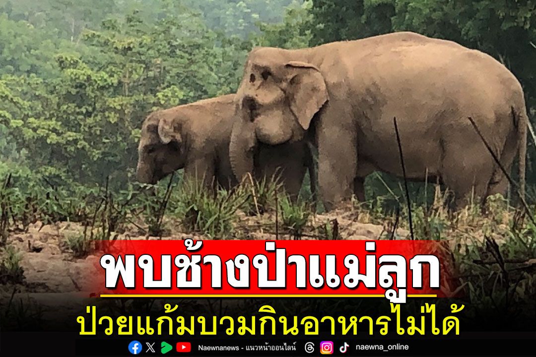 พบช้างป่าแม่ลูกบาดเจ็บ จนท.อุทยานทองผาภูมิ-สัตวแพทย์ติดตามรักษาใกล้ชิด