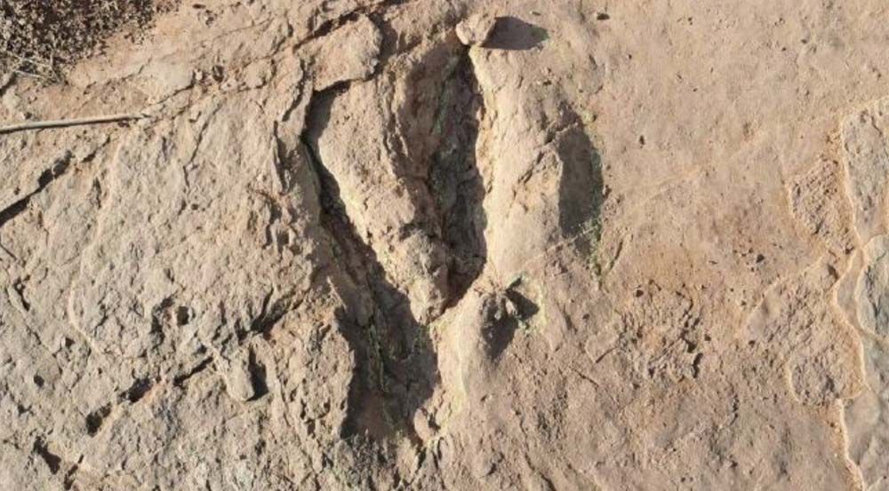 Science Update : จีนพบรอยเท้าไดโนเสาร์ “ไดโนนีคัส” ใหญ่สุดในโลก