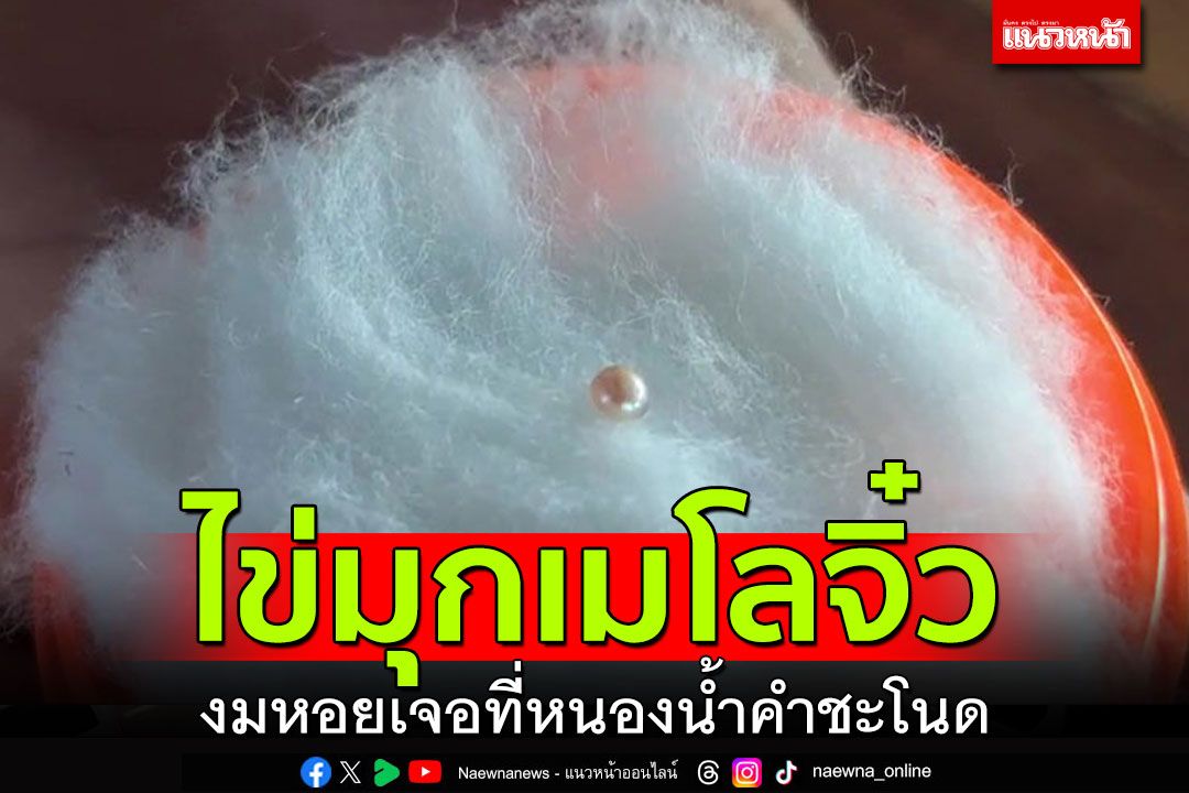 ข่าว Like สาระ - ไข่มุกเมโลจิ๋ว เม็ดเล็กเท่าพริกไทย เจอที่หนองน้ำคำชะโนด