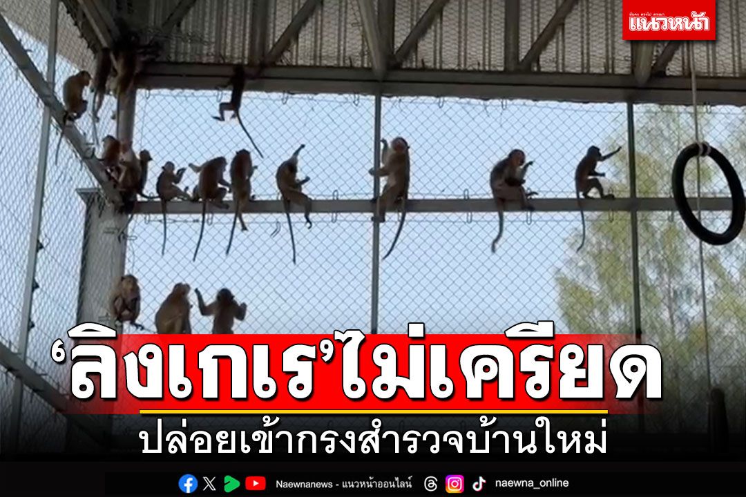 ลิงเกเรไม่เครียด! ทดลองปล่อยเข้ากรงที่อยู่ใหม่ พักฟื้นหลังทำหมันแล้ว