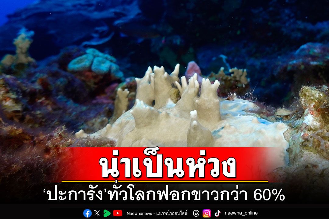 น่าเป็นห่วง! 'ปะการัง'ทั่วโลกเกิดการฟอกขาวกว่า 60%