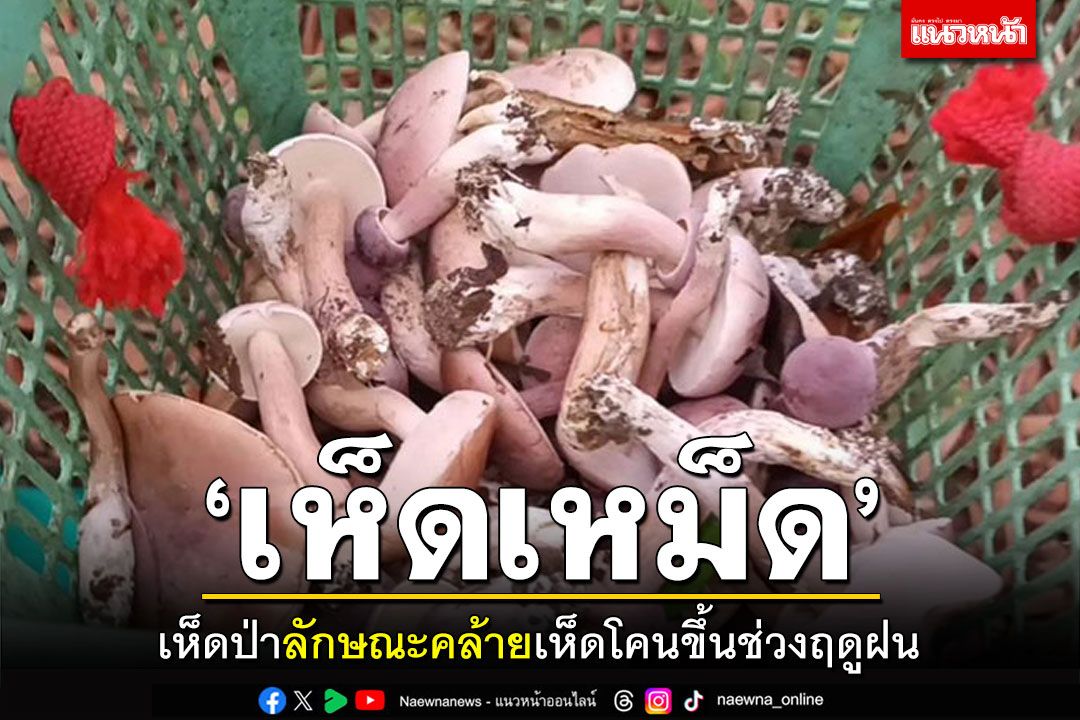 เข้าฤดูฝนแล้ว! เข้าป่าหาเก็บ\'เห็ดเหม็ด\' ชาวบ้านมีรายได้เสริม