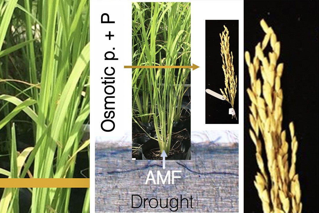 เผยผลการวิจัยค้นพบกลไกการปรับปรุงการปลูกข้าวภายใต้สภาวะภัยแล้ง