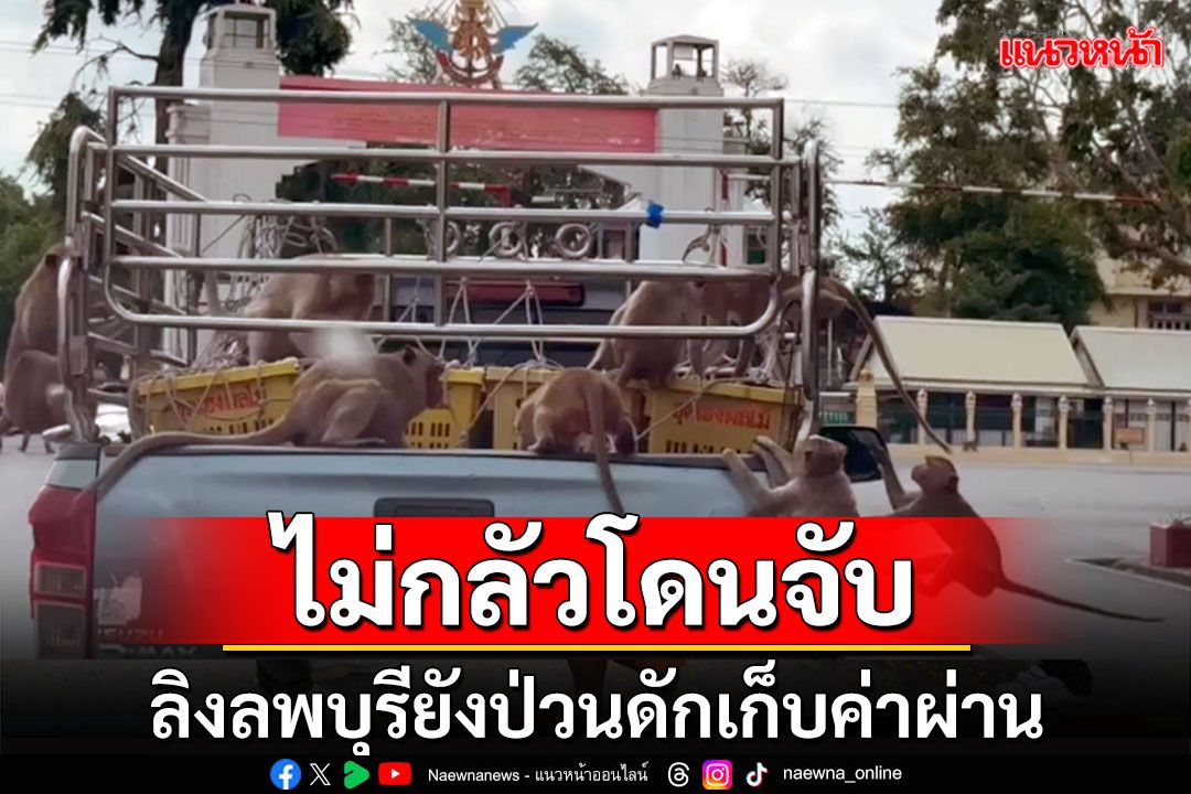 ลิงพระปรางค์สามยอดไม่กลัวโดนจับ ดักเก็บค่าผ่านทางพ่อค้าผลไม้ต่อเนื่อง