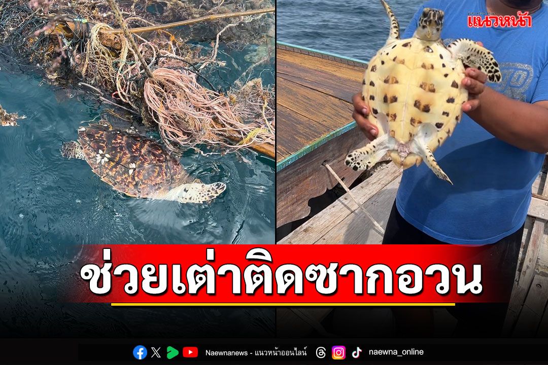 ชื่นชม! หนุ่มกัปตันเรือใจดี ช่วยชีวิตเต่าตนุติดซากอวนประมง