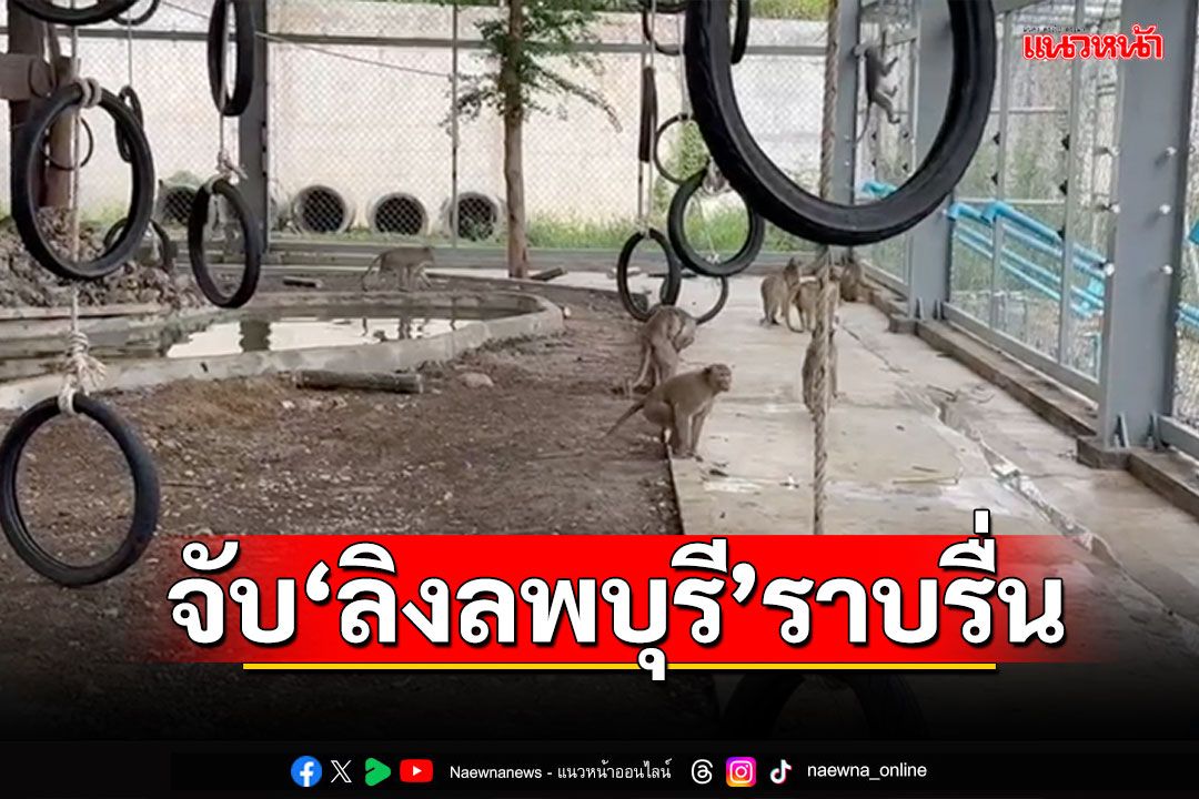 ปฏิบัติการจับ'ลิงลพบุรี'ราบรื่น! ปรับตัวได้ดีเตรียมทดลองกรงใหม่