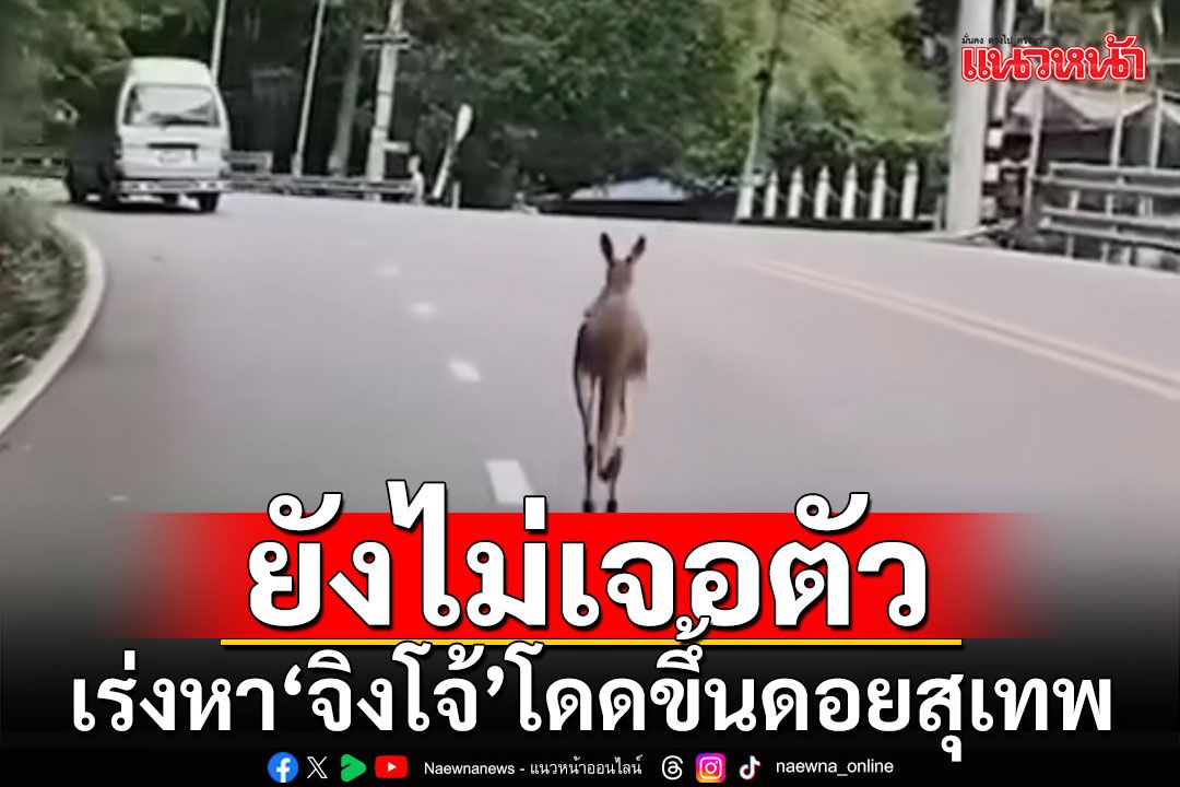 เร่งหา'จิงโจ้'โดดขึ้นดอยสุเทพ พบร่องรอยบริเวณสถานีวัดความสั่นสะเทือนฯ