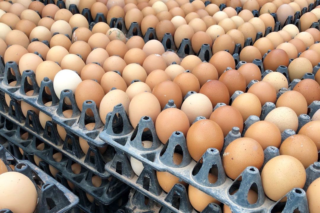เกษตรกรผู้เลี้ยงไก่ชี้'ไข่ไก่'มีขึ้นมีลง คาดอีกไม่นานเข้าสู่ภาวะปกติ