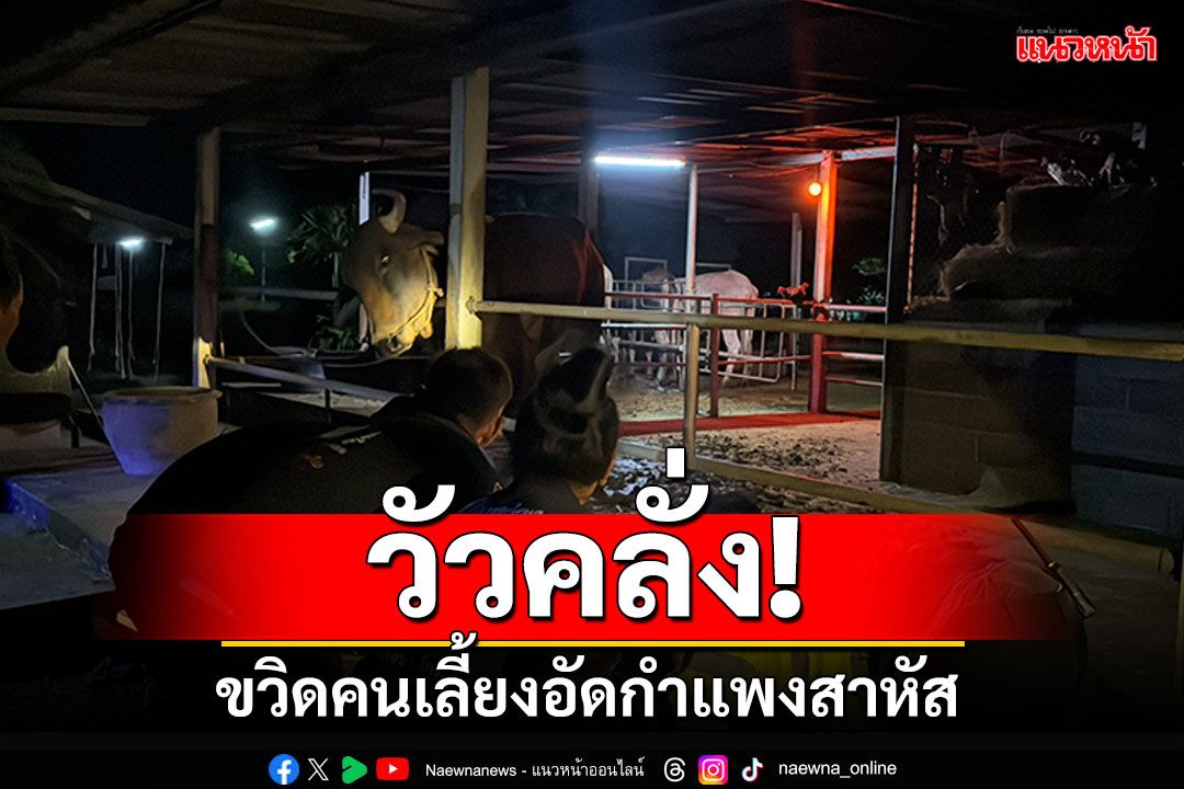 วัวคลั่ง! ขวิดคนเลี้ยงอัดกำแพงสาหัส กู้ภัยนำคนเจ็บออกโดนไล่กระเจิง