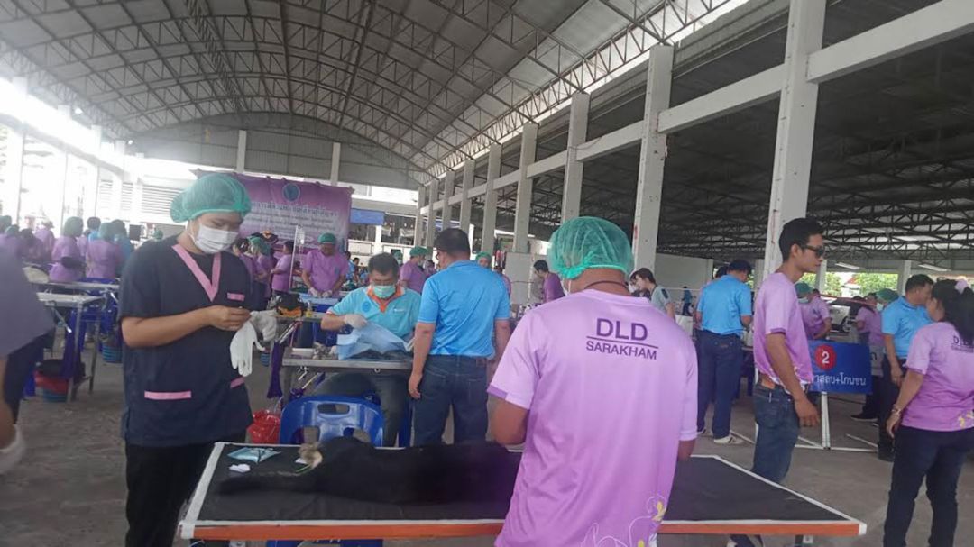 รายงานพิเศษ : สมาคมนักเรียนเก่าสัตวแพทย์กรมปศุสัตว์  ร่วมออกหน่วยเคลื่อนที่กับเทศบาลทำหมันสุนัขแมว