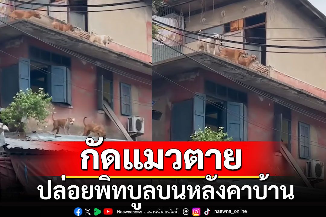 'มูลนิธิวอชด็อกฯ'บุกตรวจข้อเท็จจริงกรณีปล่อย'พิทบูล'บนหลังคาบ้านกัดแมวตาย