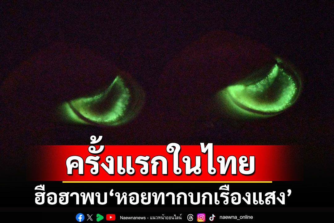 นักวิจัยจุฬาฯพบ'หอยทากบกเรืองแสง'ครั้งแรกในไทย เตรียมถอดรหัสพันธุกรรม