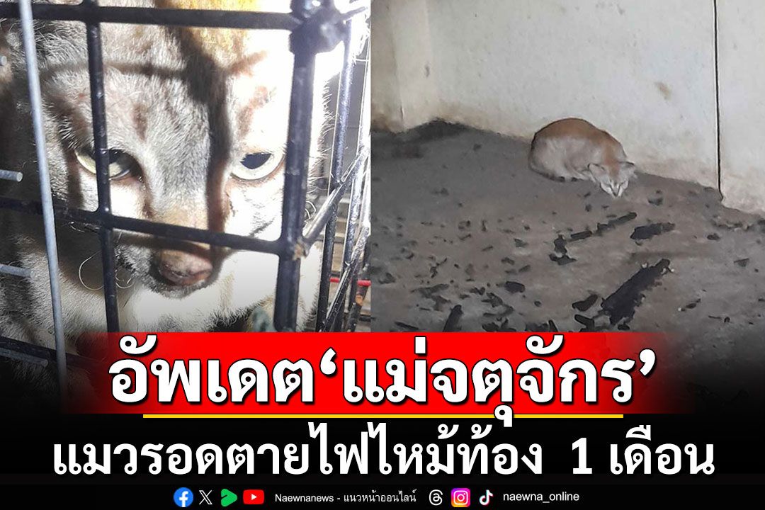 ชาวเน็ตให้กำลังใจ!! 'แม่จตุจักร' แมวรอดตายไฟไหม้ พบมีลูกอ่อนในท้อง 3 ชีวิต