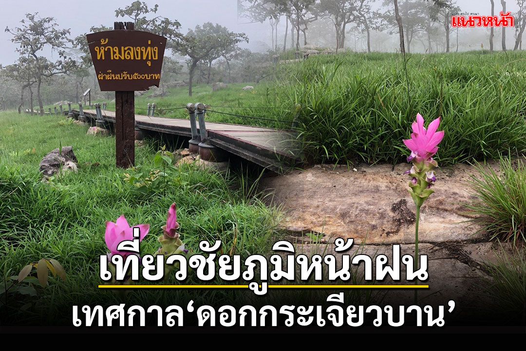 เที่ยวชัยภูมิหน้าฝน เทศกาลดอกกระเจียวบาน ทิวลิปไทยแลนด์