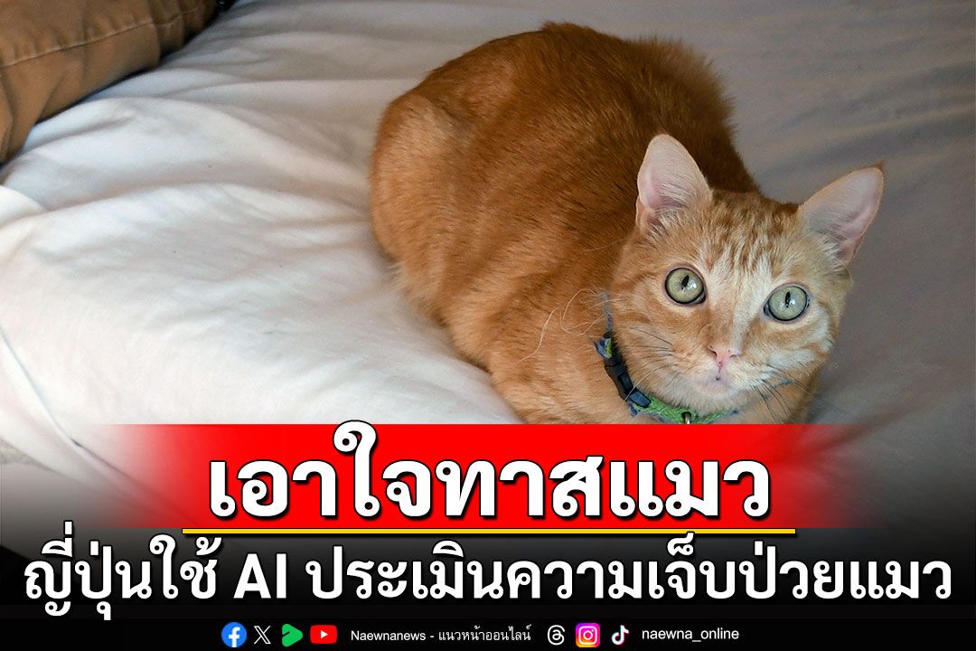 ทาสแมวในญี่ปุ่นใช้ AI ช่วยประเมินความเจ็บป่วยแมว