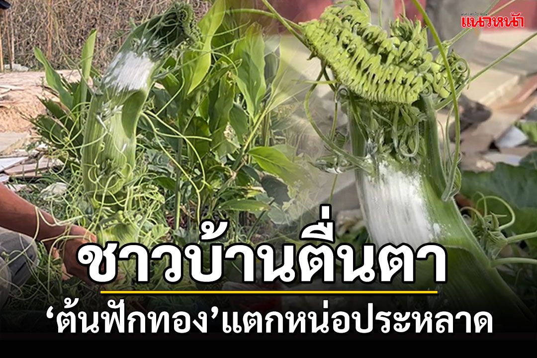 ชาวบ้านตื่นตา! ต้นฟักทอง แตกหน่อประหลาด
