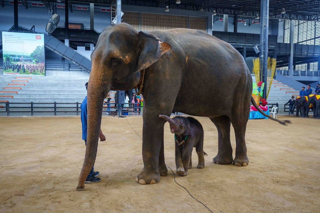 ปางช้างลูกดกเดือนเดียวตกลูก 3 เชือก สวนนงนุชพัทยาจัดพิธีรับขวัญยิ่งใหญ่