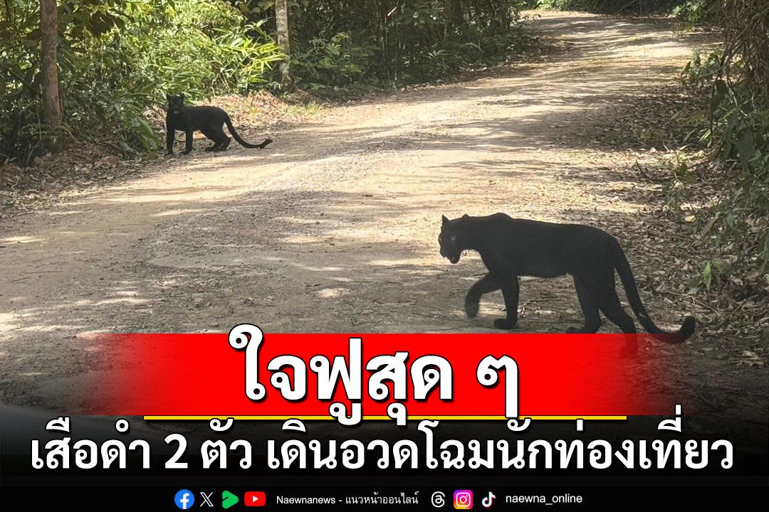 ใจฟูสุดๆ เสือดำ 2 ตัว เดินอวดโฉมนักท่องเที่ยว ที่ป่าแก่งกระจาน (ชมคลิป)