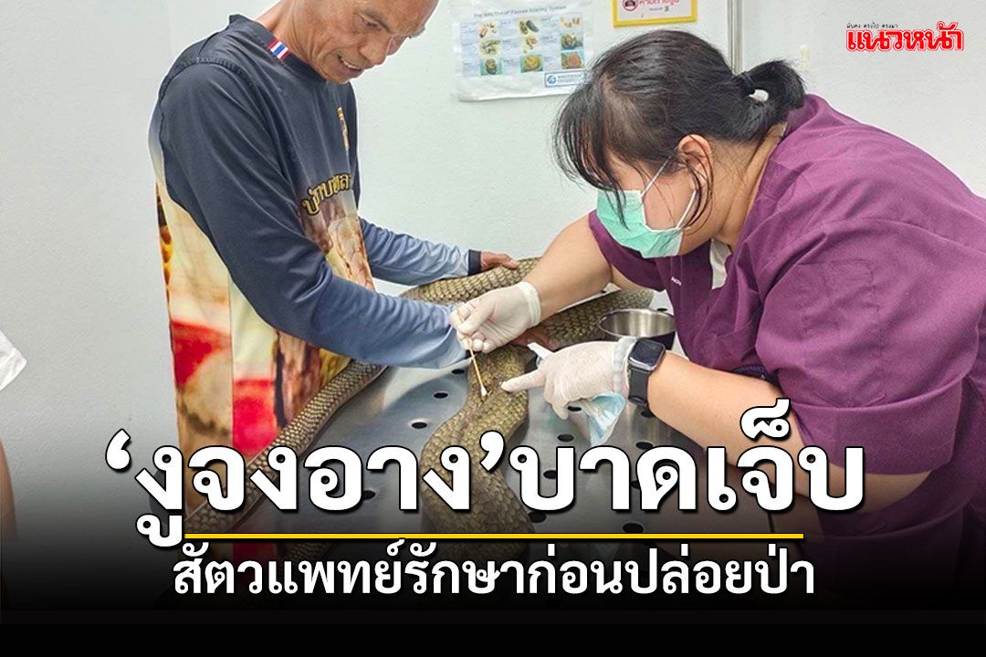 'งูจงอาง'บาดเจ็บ สัตวแพทย์สงสาร ช่วยรักษาก่อนปล่อยป่า