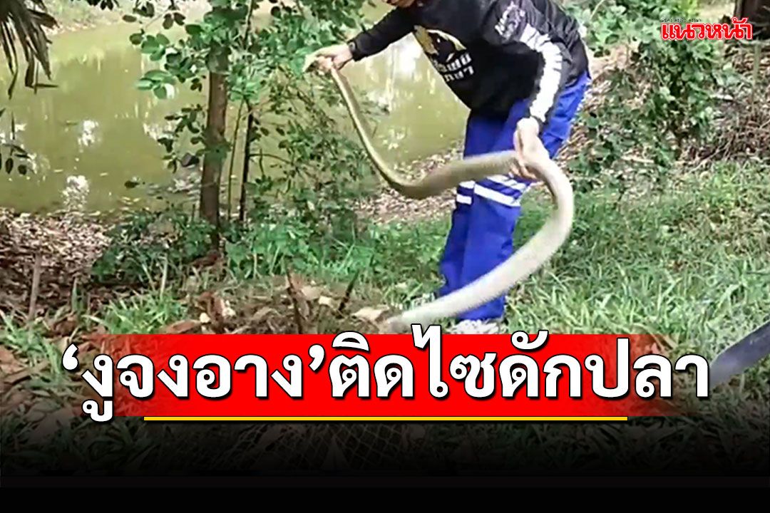 นักเรียนครูผวา! 'งูจงอาง'ติดไซในบ่อปลา ชูคอขู่กู้ภัย