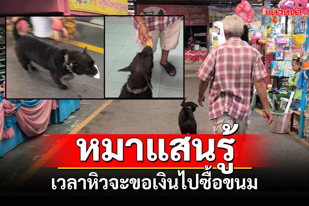 'เฉาก๊วย'สุนัขแสนรู้! เวลาหิวจะเดินมาหา ขอเงินไปซื้อขนม
