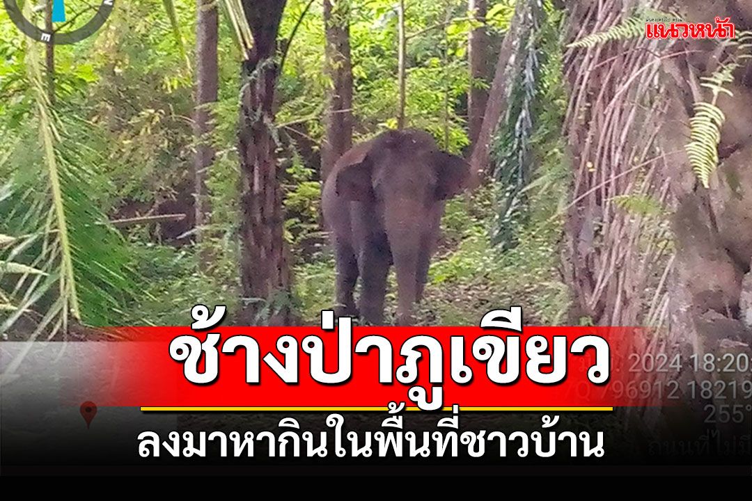 ชัยภูมิเร่งป้องกันช้างป่าภูเขียว โผล่ลงมาหากินในพื้นที่ชาวบ้านต่อเนื่อง