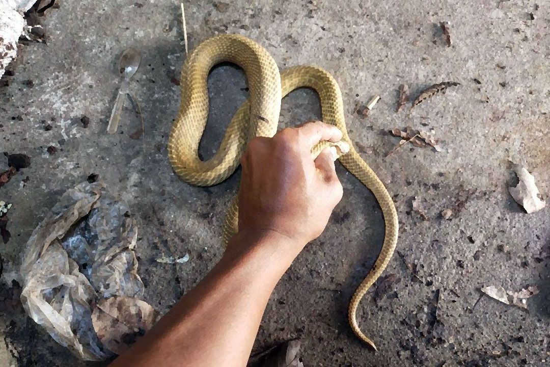 ‘บังกลาเทศ’สั่งทุกรพ.สำรองเซรุ่มแก้พิษ หลังพบคนถูกงูกัดเพิ่มขึ้น