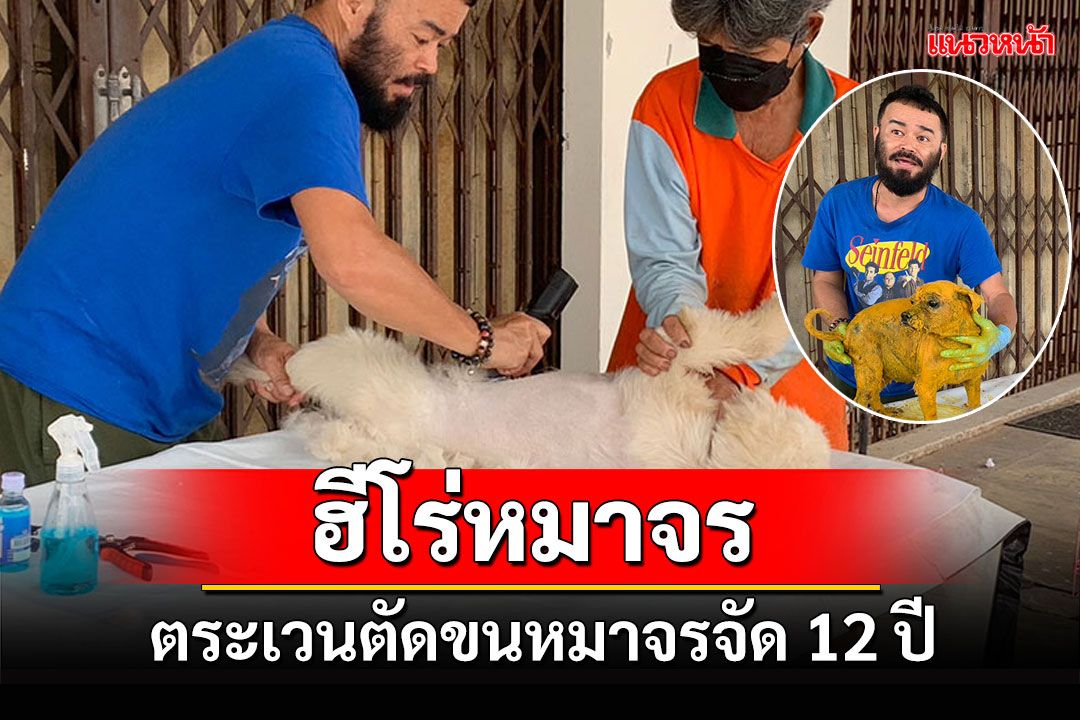 'แอ็ดดี้'ฮีโร่หมาจร หนุ่มเกียรตินิยมอันดับ1 ตระเวนตัดขนหมาจรจัดฟรีนาน 12 ปี