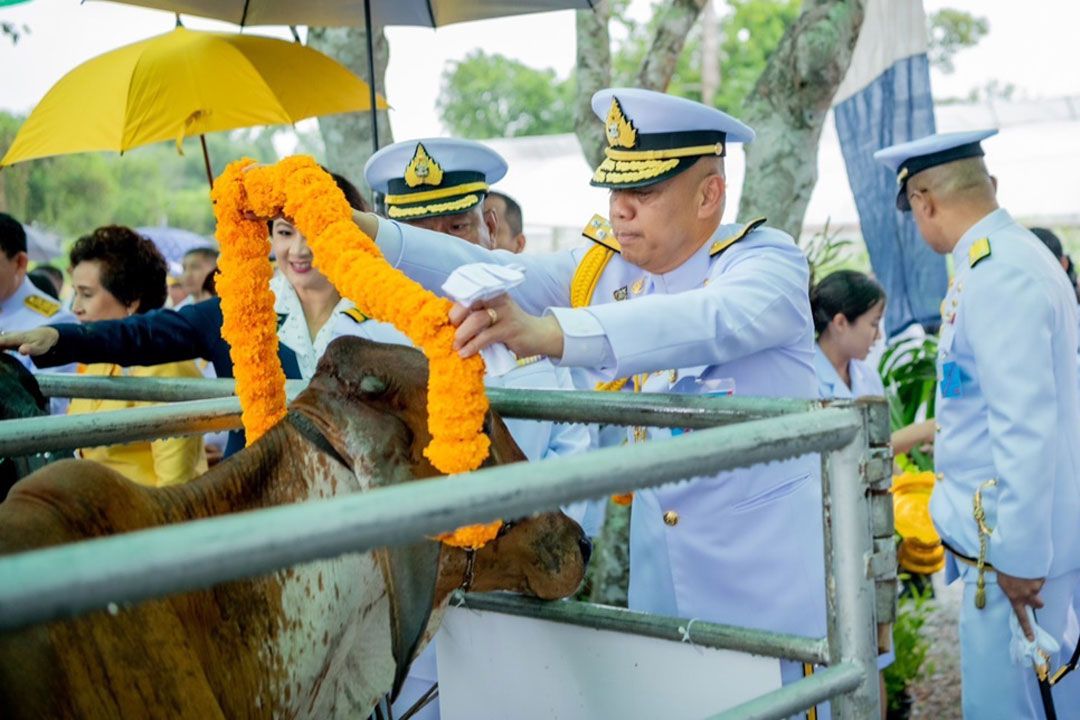 ผบ.ทร.เปิดกิจกรรมไถ่ชีวิตโค เฉลิมพระเกียรติพระบาทสมเด็จพระเจ้าอยู่หัว