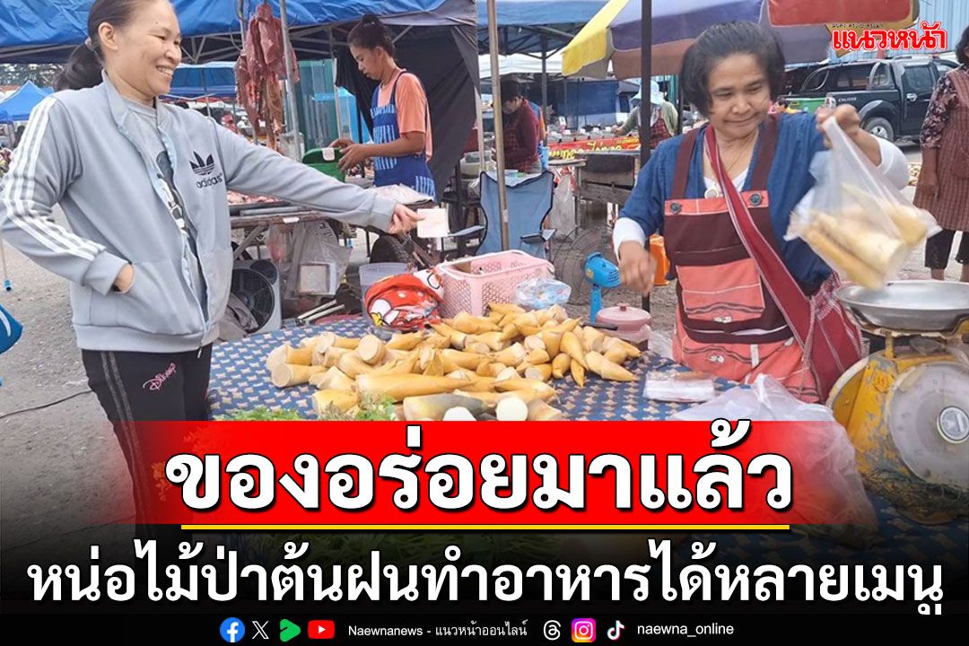 มาแล้ว! 'เทพธิดาดอย' หน่อไม้ป่าต้นฤดูฝนหวานกรอบทำอาหารได้หลายเมนู