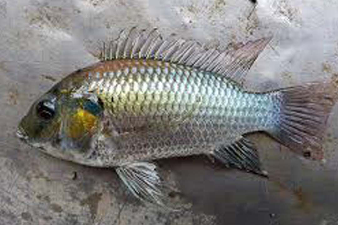 ชวนปราบ‘ปลาหมอคางดำ’ ณ ลุ่มน้ำเมืองคอน