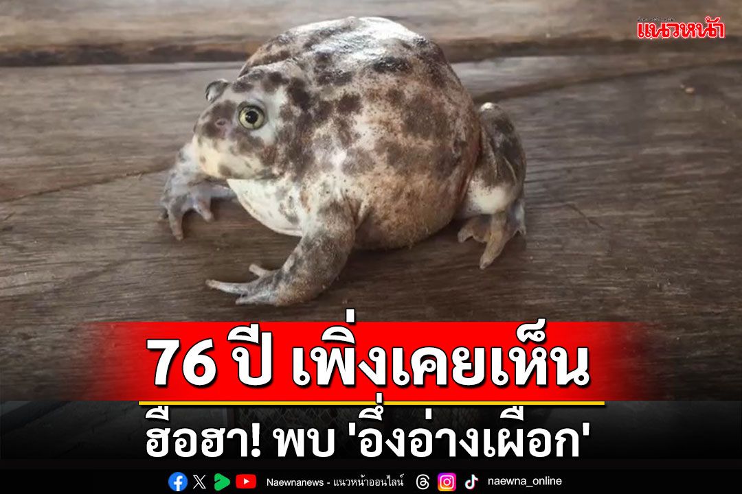 ฮือฮา! พบ 'อึ่งอ่างเผือก' ชาวบ้านเผย เกิดมา 76 ปี เพิ่งเคยเห็น