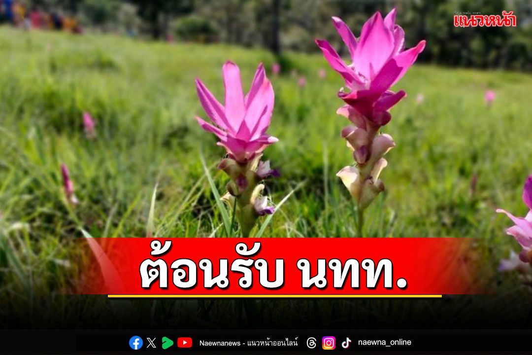 'ดอกกระเจียว-บัวสวรรค์' ที่อุทยานแห่งชาติไทรทอง เริ่มบานรอต้อนรับนักท่องเที่ยวแล้ว